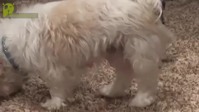 Video preview image #2 Mal-Shi Puppy For Sale in AMARILLO, TX, USA