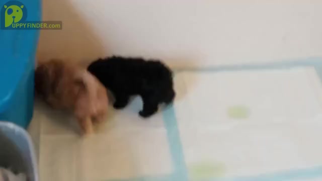 Video preview image #6 Havamalt-Shih-Poo Mix Puppy For Sale in MIDDLE RIVER, MD, USA