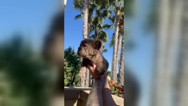 Video preview image #3 French Bulldog Puppy For Sale in SAN DIEGO, CA, USA