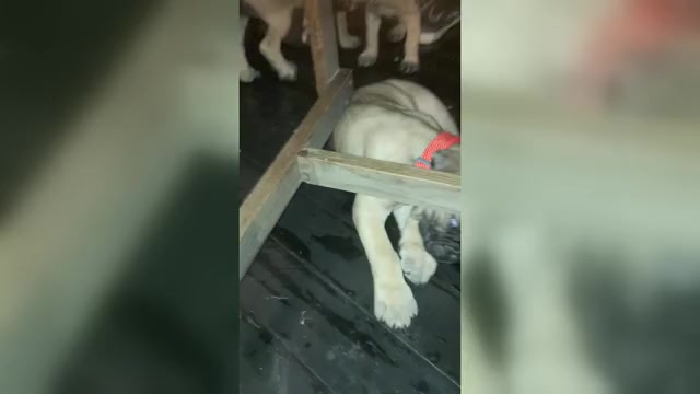 Video preview image #1 Cane Corso Puppy For Sale in HERRIN, IL, USA
