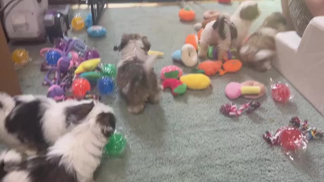 Video preview image #1 Shih Tzu Puppy For Sale in VENETA, OR, USA