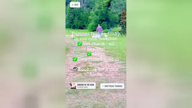 Video preview image #1 Great Pyrenees Puppy For Sale in BRENHAM, TX, USA