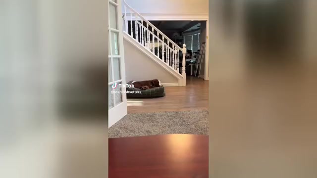 Video preview image #2 Irish Setter Puppy For Sale in OREM, UT, USA