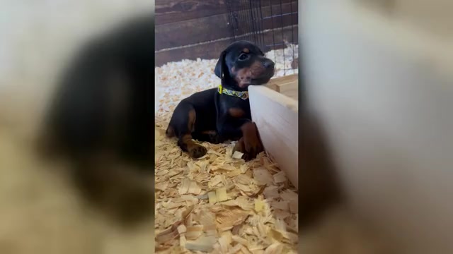 Video preview image #2  Breeder Profile in HOMESTEAD, FL, USA