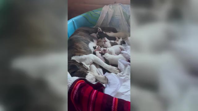 Video preview image #2 Olde English Bulldogge Puppy For Sale in ALDEN, MN, USA