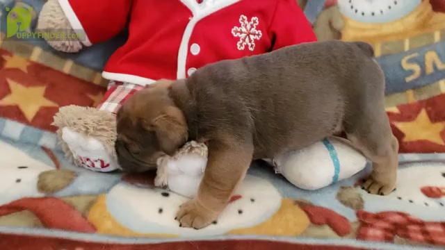 Video preview image #1 Bulldog Puppy For Sale in SPRINGFIELD, MO, USA