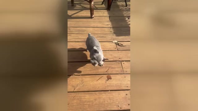 Video preview image #1 French Bulldog Puppy For Sale in DECATUR, GA, USA