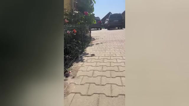 Video preview image #1 Dalmatian Puppy For Sale in Iernut, Mures, Romainia