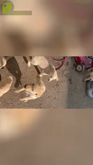Video preview image #1 Labrador Retriever-Maremma Sheepdog Mix Puppy For Sale in PLAINWELL, MI, USA