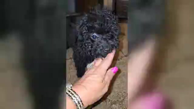 Video preview image #2 Poodle (Toy) Puppy For Sale in DYERSBURG, TN, USA