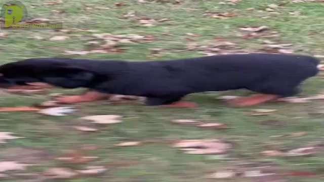 Video preview image #3 Rottweiler Puppy For Sale in NAPPANEE, IN, USA