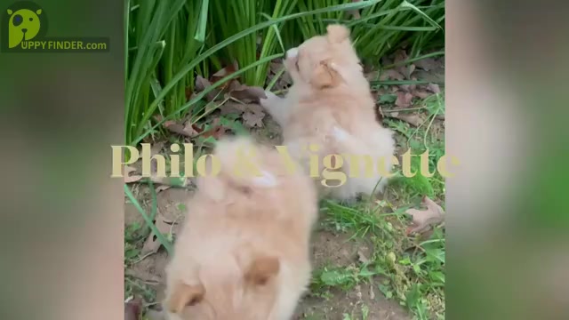 Video preview image #2 Pomeranian Puppy For Sale in ADA, OK, USA