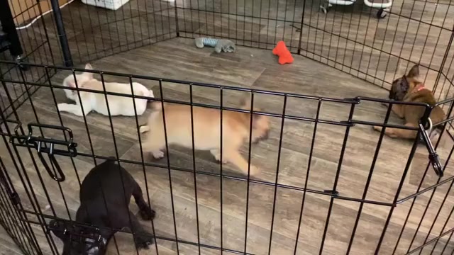 Video preview image #3 French Bulldog Puppy For Sale in WOODRUFF, SC, USA