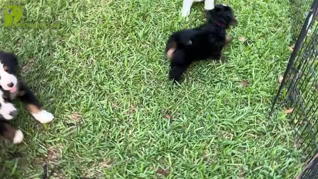 Video preview image #1 Bernedoodle Puppy For Sale in CONROE, TX, USA