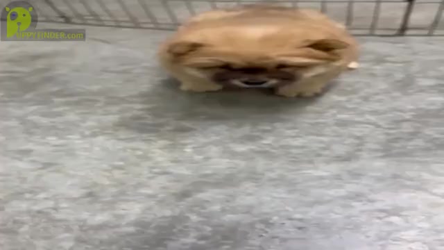Video preview image #14 Chow Chow Puppy For Sale in NAPPANEE, IN, USA