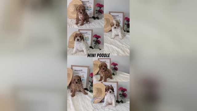 Video preview image #1 Poodle (Miniature) Puppy For Sale in GOSHEN, IN, USA