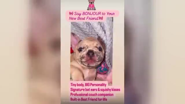 Video preview image #1 French Bulldog Puppy For Sale in LAS VEGAS, NV, USA