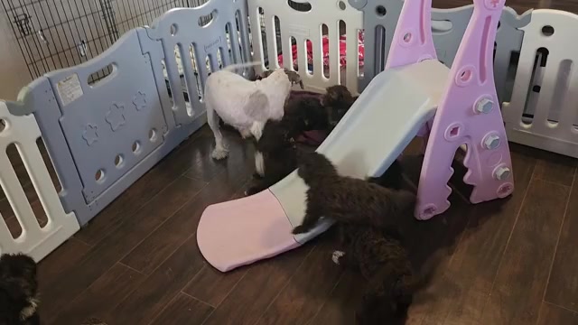 Video preview image #1 Lagotto Romagnolo Puppy For Sale in WEBBERVILLE, TX, USA