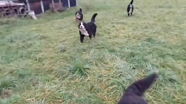 Video preview image #2 Bernese Mountain Dog Puppy For Sale in Hatvan, Heves, Hungary