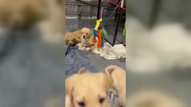 Video preview image #2 Labradoodle Puppy For Sale in FORT LAUDERDALE, FL, USA