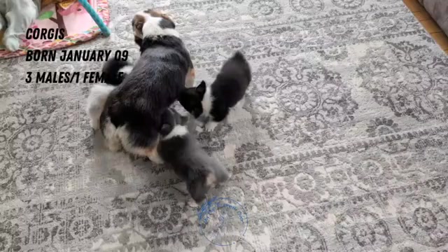 Video preview image #1 Pembroke Welsh Corgi Puppy For Sale in GOSHEN, IN, USA
