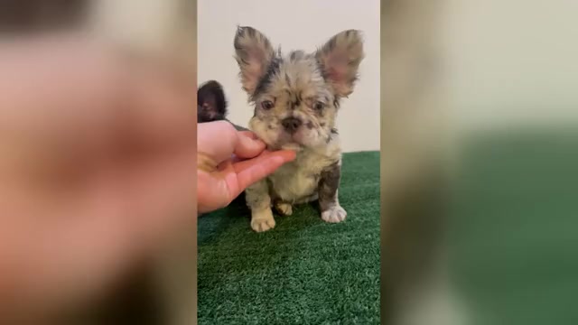 Video preview image #2  Breeder Profile in LAKEWOOD RANCH, FL, USA