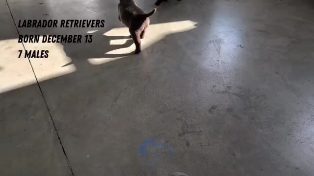 Video preview image #2 Labrador Retriever Puppy For Sale in GOSHEN, IN, USA