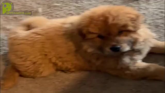 Video preview image #1 Chow Chow Puppy For Sale in PHOENIX, AZ, USA