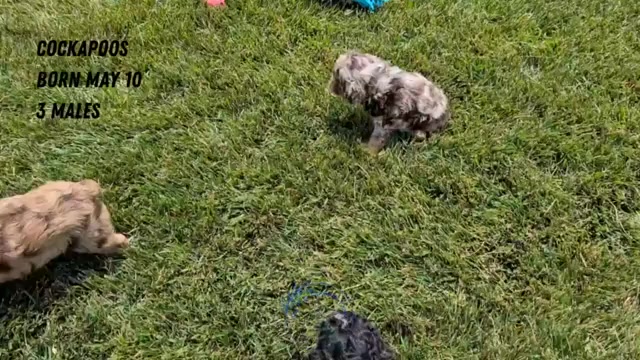 Video preview image #1 Cockapoo (Miniature) Puppy For Sale in GOSHEN, IN, USA