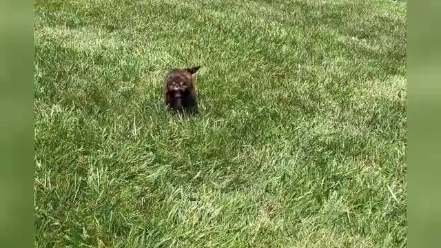 Video preview image #1 Shih Tzu Puppy For Sale in WARSAW, IN, USA