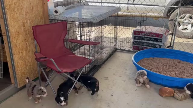 Video preview image #1  Breeder Profile in OROVILLE, CA, USA