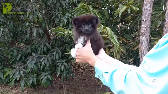 Video preview image #1 Pomeranian Puppy For Sale in WEST PALM BEACH, FL, USA