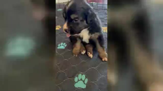 Video preview image #1 Miniature Australian Shepherd Puppy For Sale in BROOKER, FL, USA