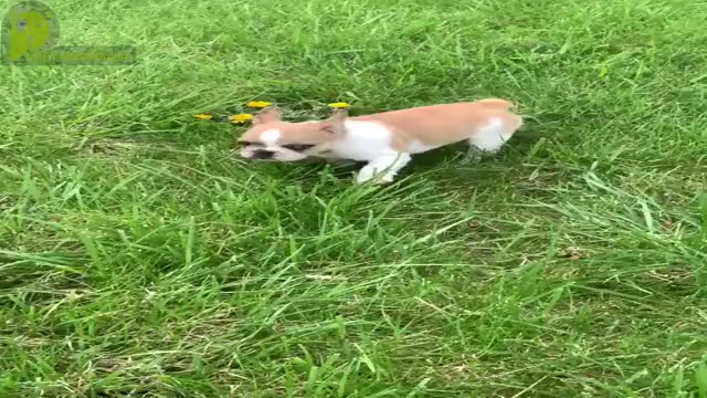 Video preview image #2 French Bulldog Puppy For Sale in WARSAW, IN, USA