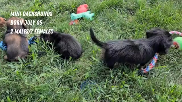 Video preview image #1 Dachshund Puppy For Sale in GOSHEN, IN, USA
