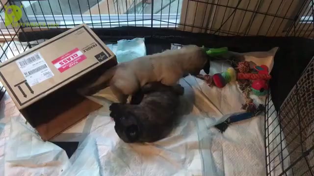 Video preview image #1  Breeder Profile in WOODSTOCK, GA, USA