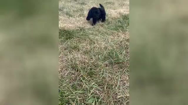 Video preview image #1 Goldendoodle (Miniature) Puppy For Sale in WARSAW, IN, USA