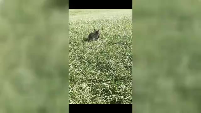 Video preview image #4 Yorkshire Terrier Puppy For Sale in WARSAW, IN, USA