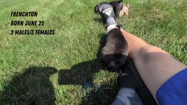 Video preview image #3 Faux Frenchbo Bulldog Puppy For Sale in GOSHEN, IN, USA