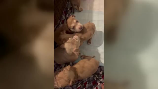 Video preview image #1 American Bully Puppy For Sale in DUNDALK, MD, USA