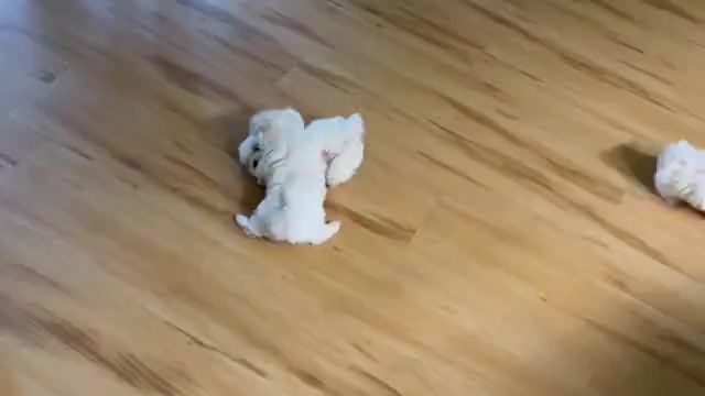 Video preview image #1 Maltese Puppy For Sale in HARVEST, AL, USA