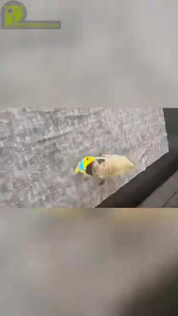 Video preview image #3 Pug Puppy For Sale in WARSAW, IN, USA