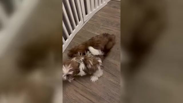 Video preview image #1 Shih Tzu Puppy For Sale in MADISON, NC, USA