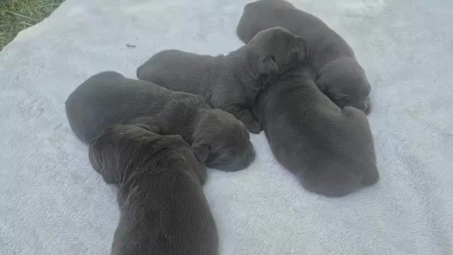Video preview image #27 Cane Corso Puppy For Sale in COLUMBIA, SC, USA