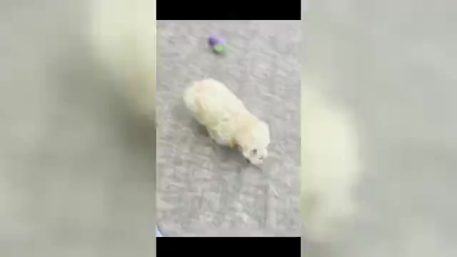 Video preview image #7 Maltipoo (Toy) Puppy For Sale in WARSAW, IN, USA