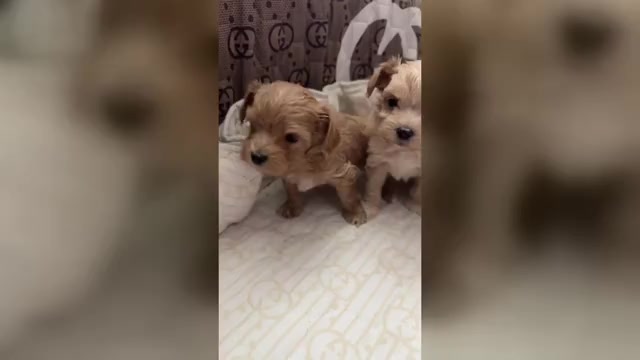 Video preview image #1 Maltipoo (Toy) Puppy For Sale in DALLAS, TX, USA
