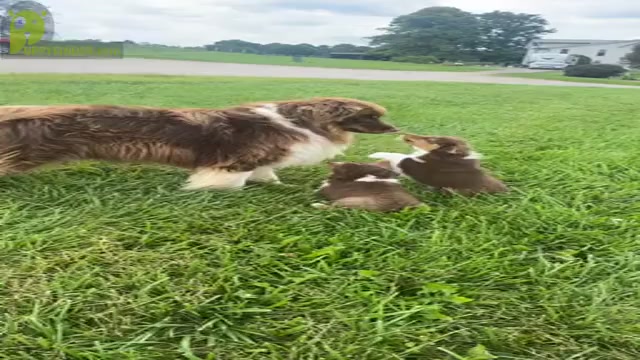 Video preview image #1  Breeder Profile in MOUNT PERRY, OH, USA