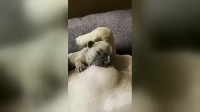 Video preview image #8 French Bulldog Puppy For Sale in WEXFORD, PA, USA