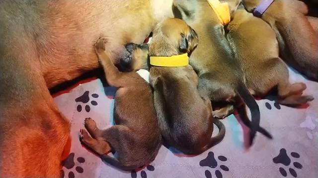 Video preview image #5  Breeder Profile in ONEIDA, TN, USA