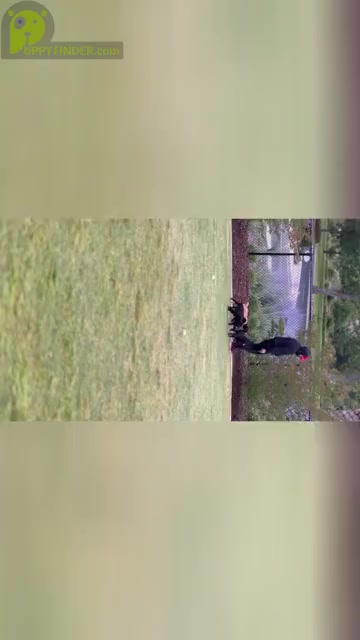 Video preview image #3 Australian Cattle Dog-Unknown Mix Puppy For Sale in ELK GROVE, CA, USA